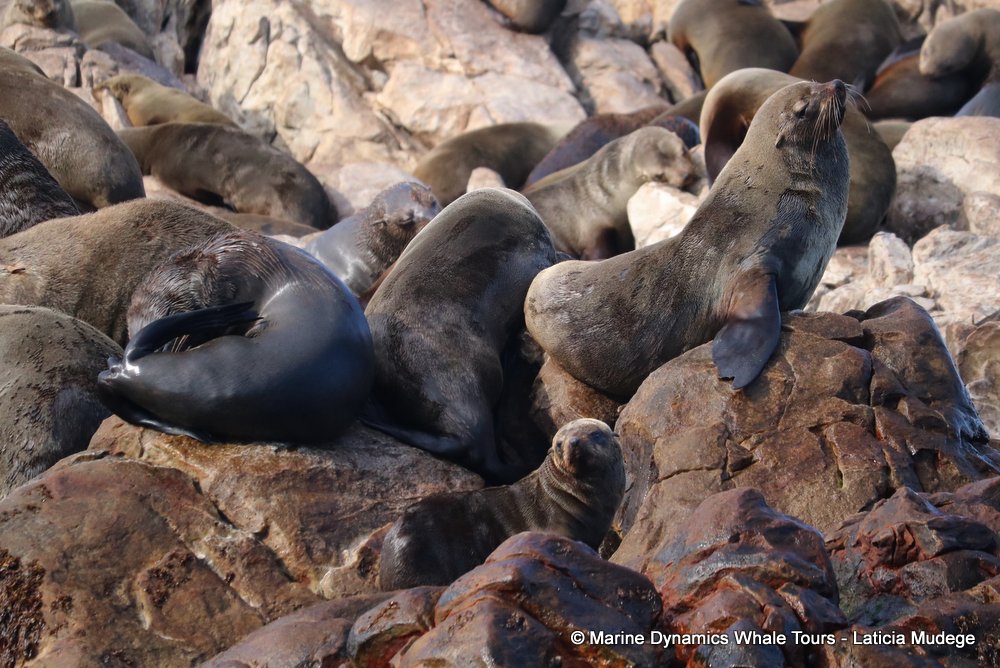 cape fur seal, whale watching, gansbaai, south africa