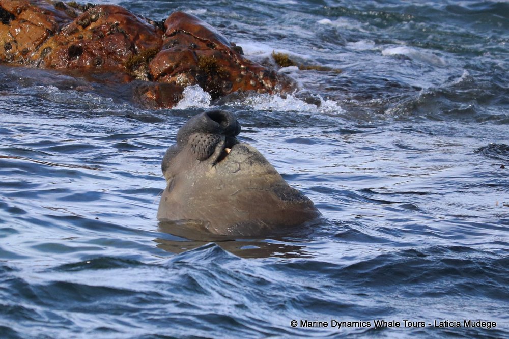 elephant seal, whale watching, gansbaai, south africa,