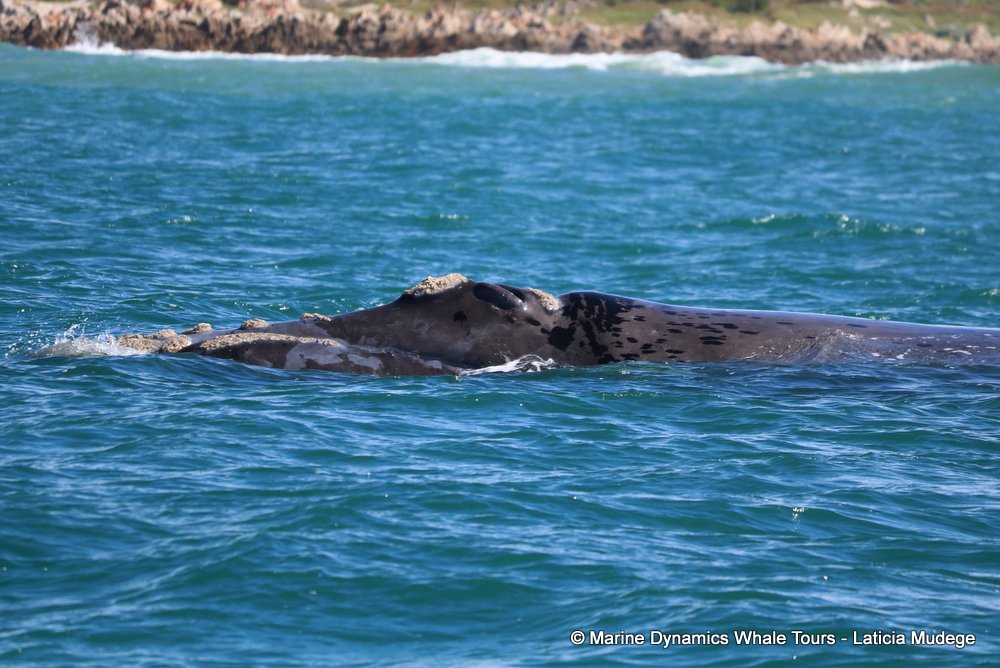 Southern right whale, whale watching, gansbaai, south africa,