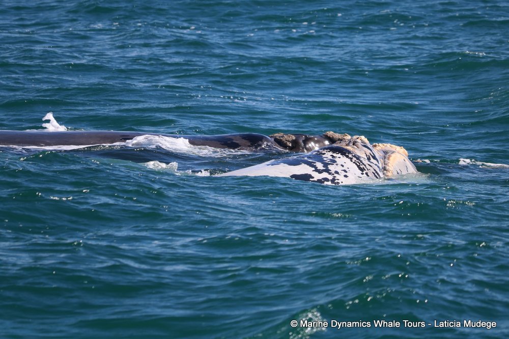 Southern right whale, whale watching, gansbaai, south africa,