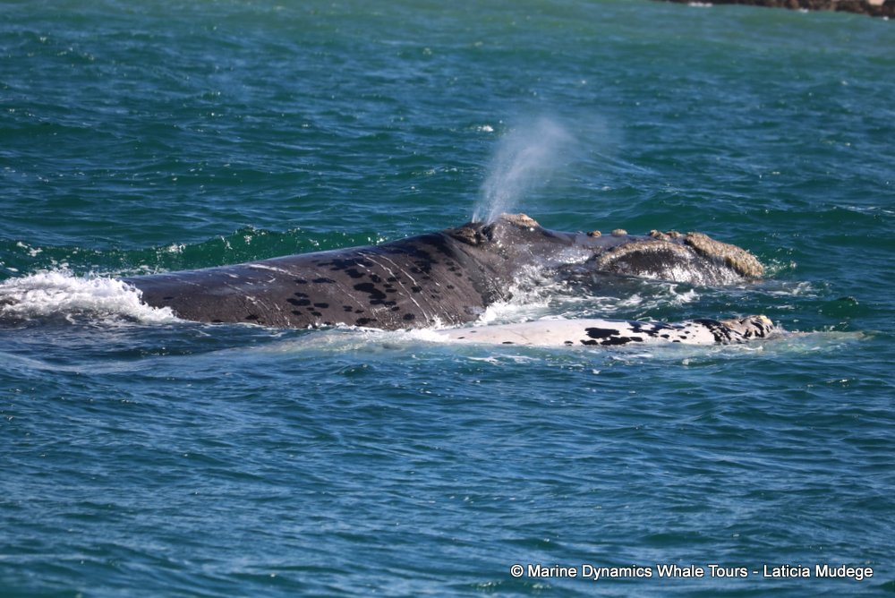 Southern right whale, whale watching, gansbaai, south africa,