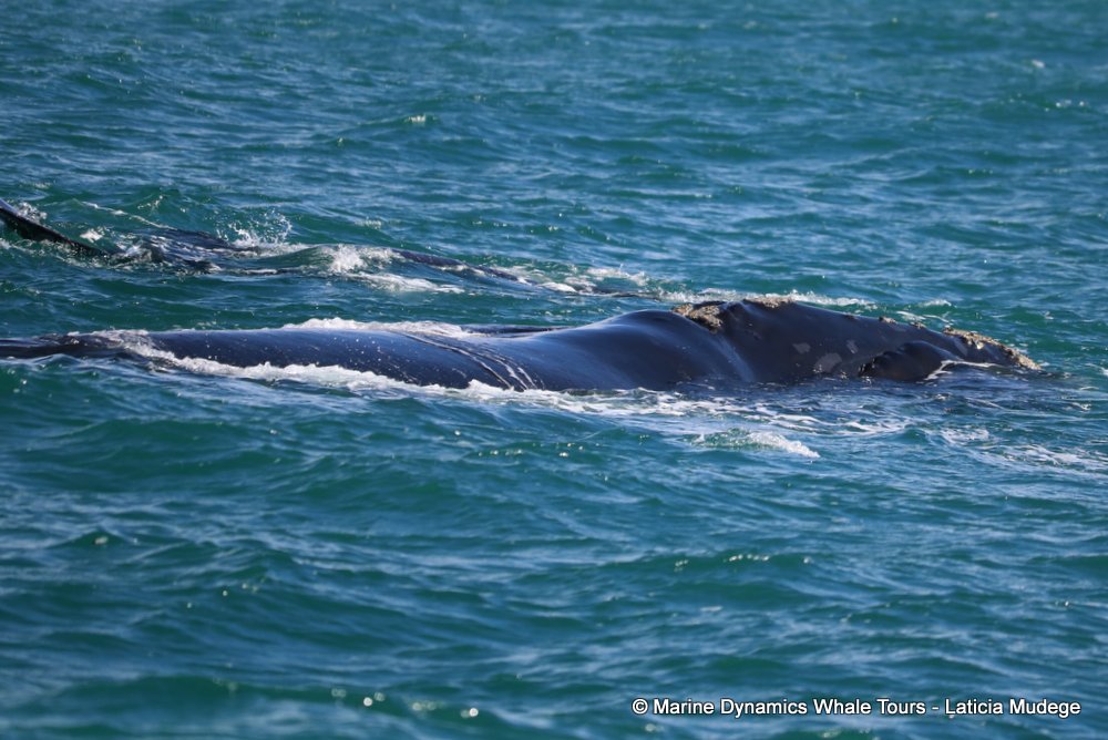 Southern right whale, whale watching, gansbaai, south africa,