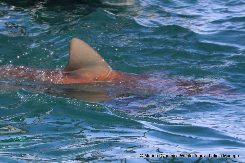 bronze whaler shark, whale watching, gansbaai, south africa,