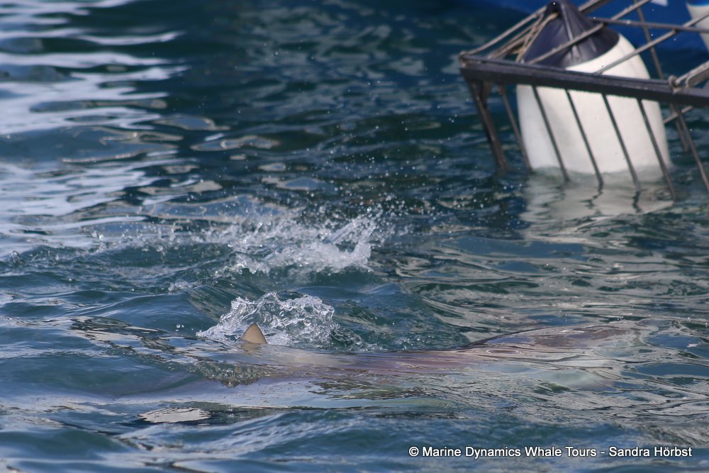 bronze whaler shark, whale watching, gansbaai, south africa,