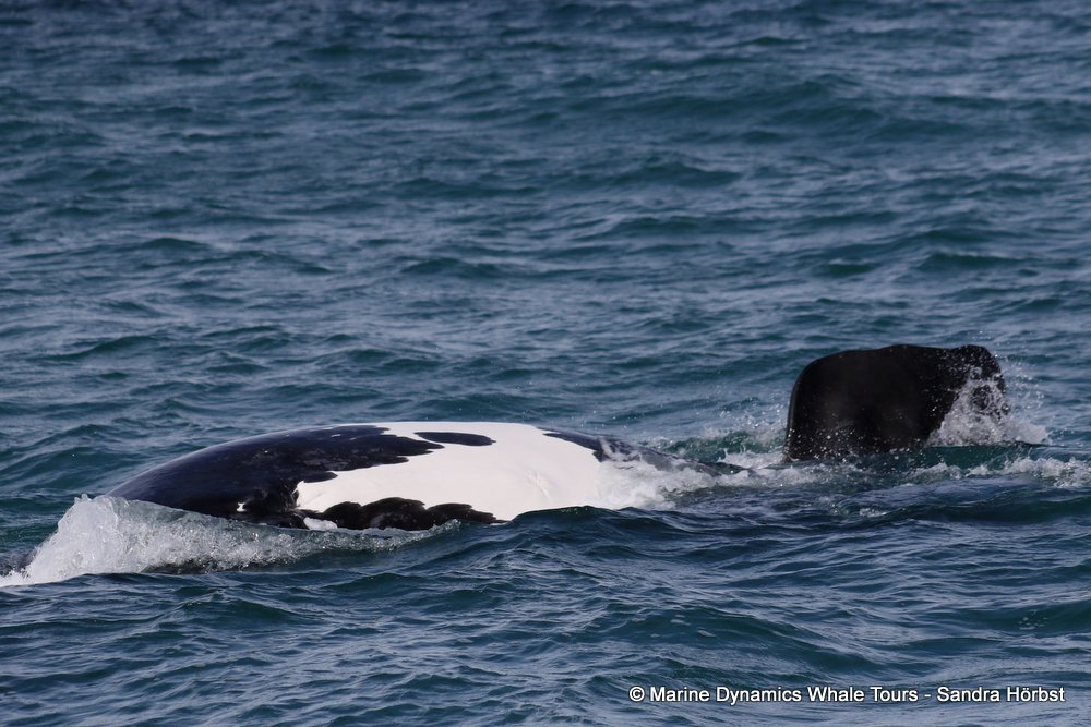 Southern right whale, whale watching, gansbaai, south africa,