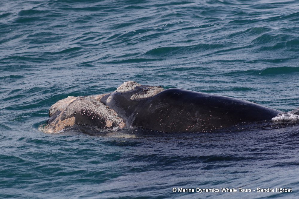 Southern right whale, whale watching, gansbaai, south africa,