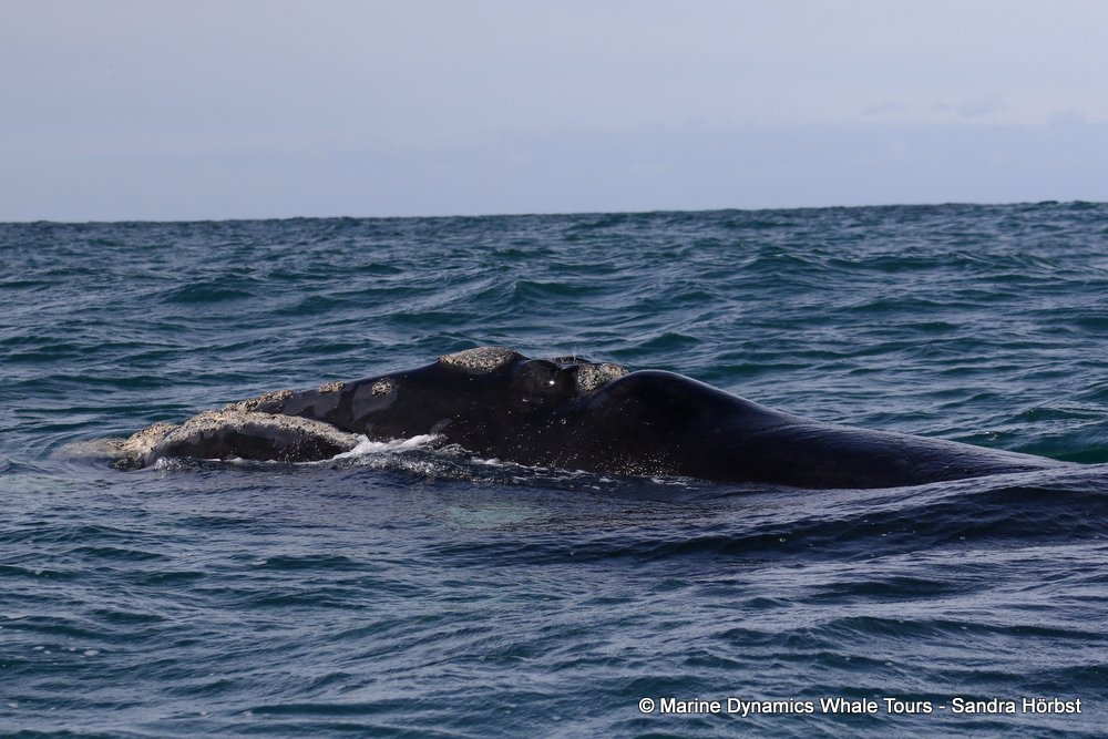 Southern right whale, whale watching, gansbaai, south africa,