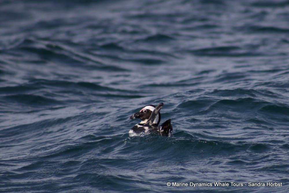 african penguin, whale watching, gansbaai, south africa