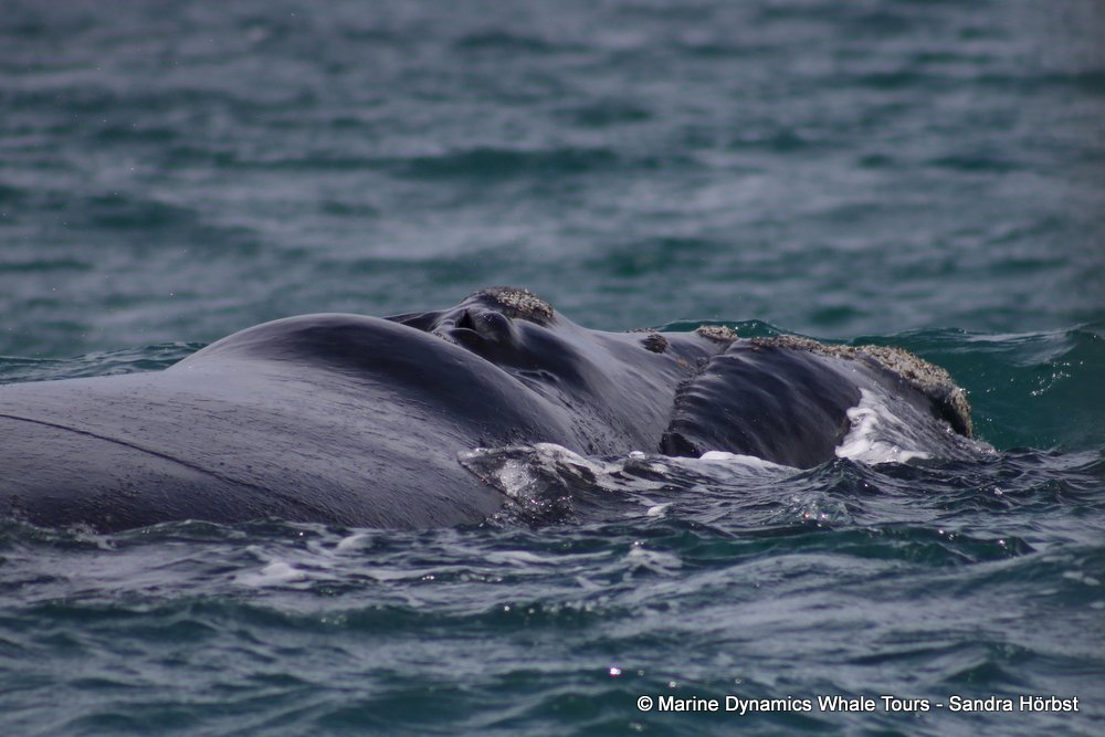 Southern right whale, whale watching, gansbaai, south africa,