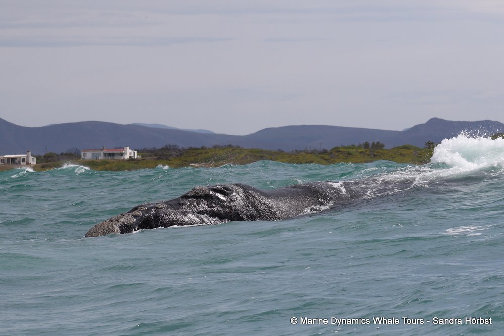 Southern right whale, whale watching, gansbaai, south africa,