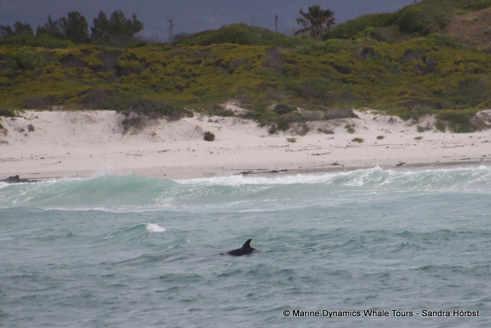 bottlenose dolphin Whale watching, South Africa, Gansbaai,
