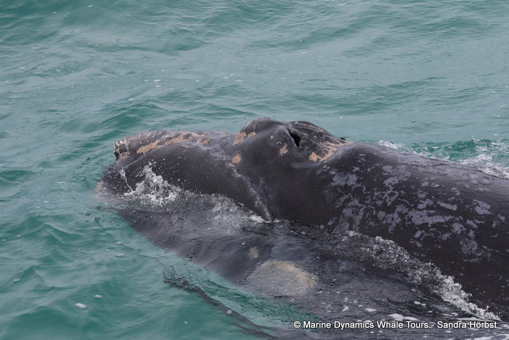 Southern right whale, whale watching, gansbaai, south africa,