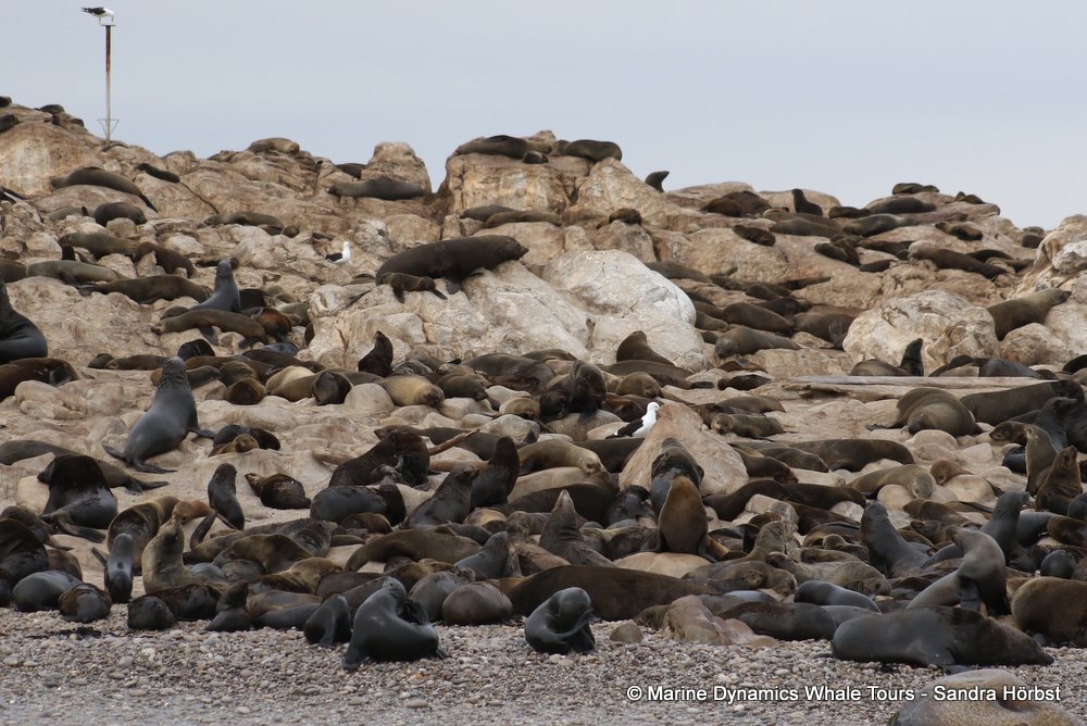 cape fur seal, whale watching, gansbaai, south africa