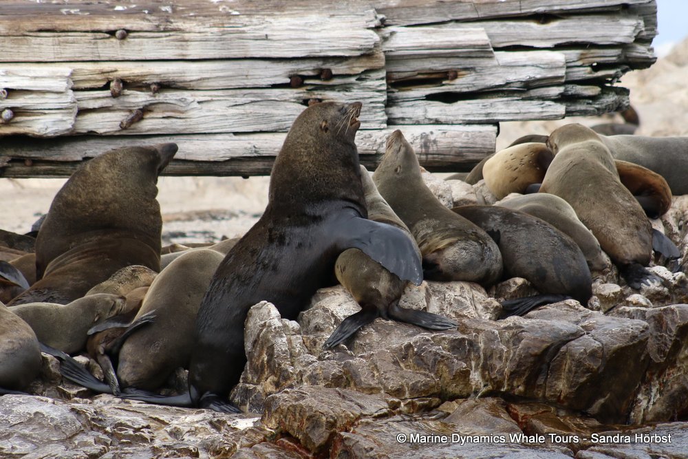 cape fur seal, whale watching, gansbaai, south africa