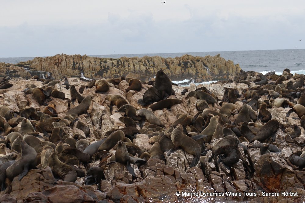 cape fur seal, whale watching, gansbaai, south africa