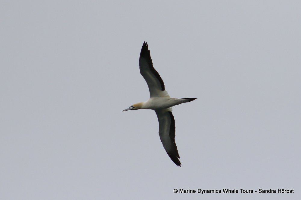 gannet,whale watching, gansbaai, south africa