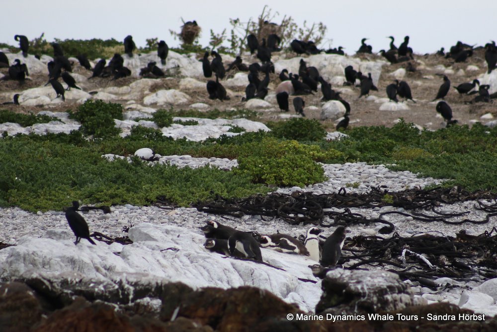 penguins, whale watching, gansbaai, south africa,