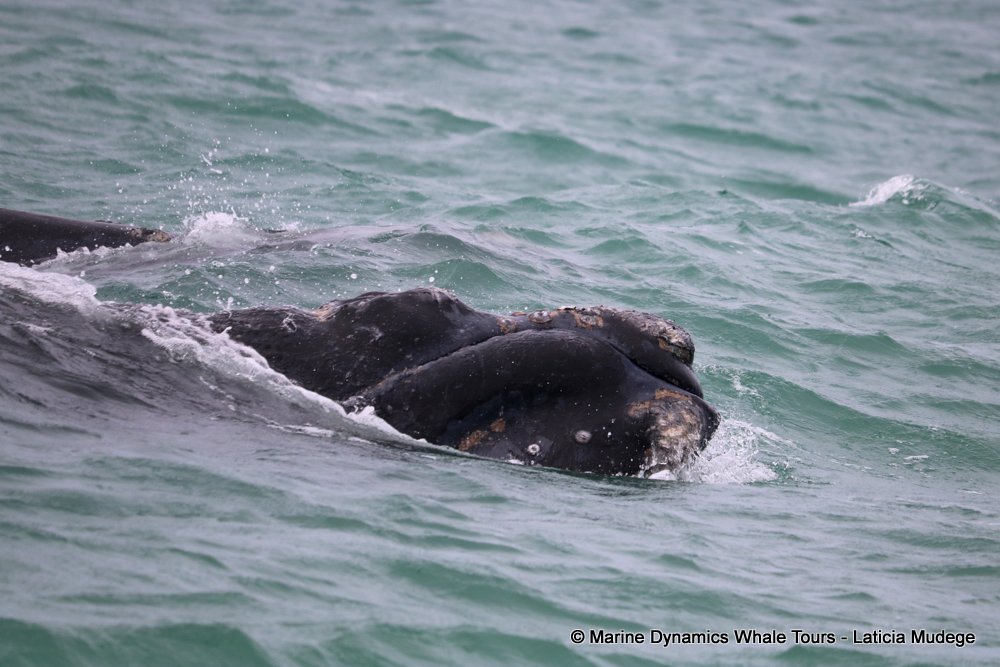 Southern right whale, whale watching, gansbaai, south africa,