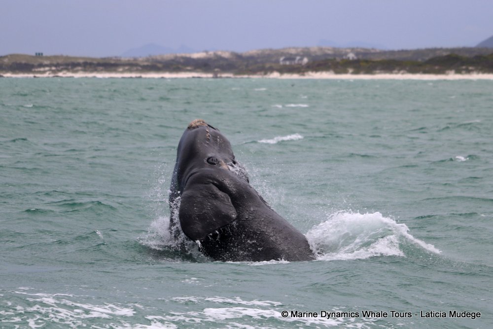 Southern right whale, whale watching, gansbaai, south africa,
