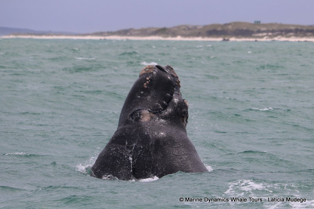 Marine Big 5 Daily Blog 20 October
