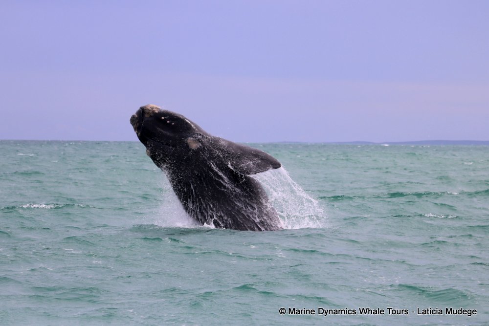 Southern right whale, whale watching, gansbaai, south africa,