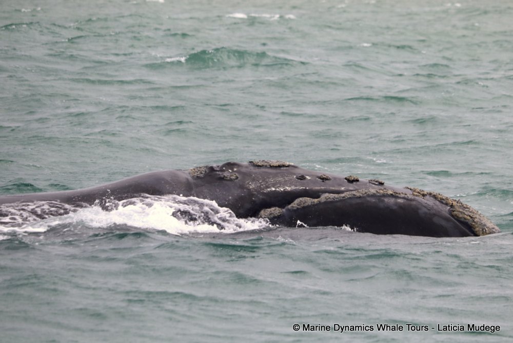 Southern right whale, whale watching, gansbaai, south africa,