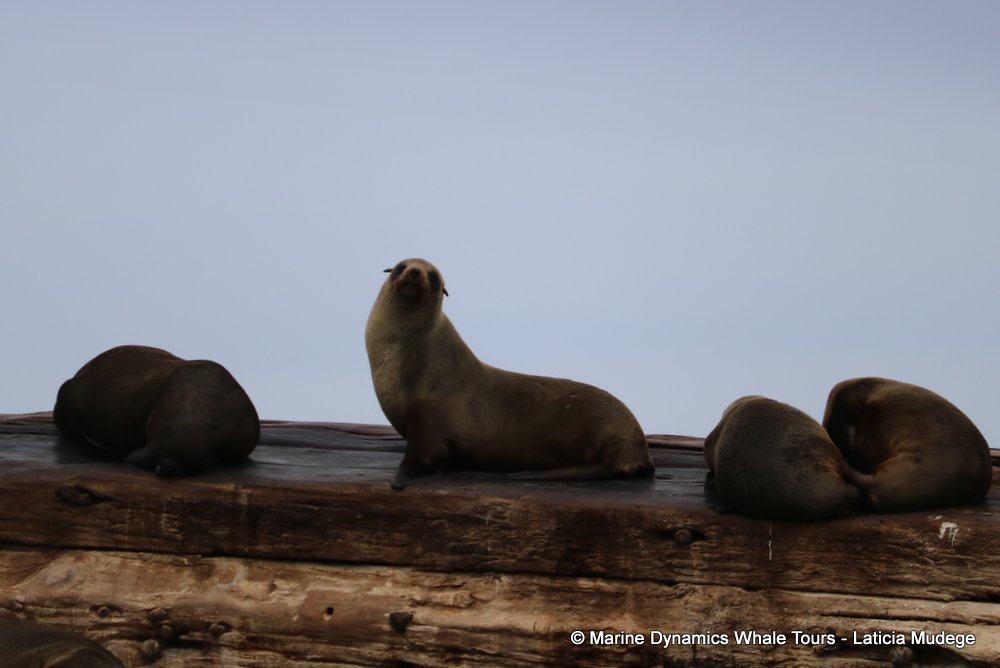 cape fur seal, whale watching, gansbaai, south africa