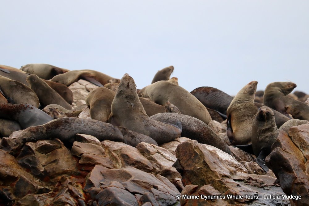 cape fur seal, whale watching, gansbaai, south africa