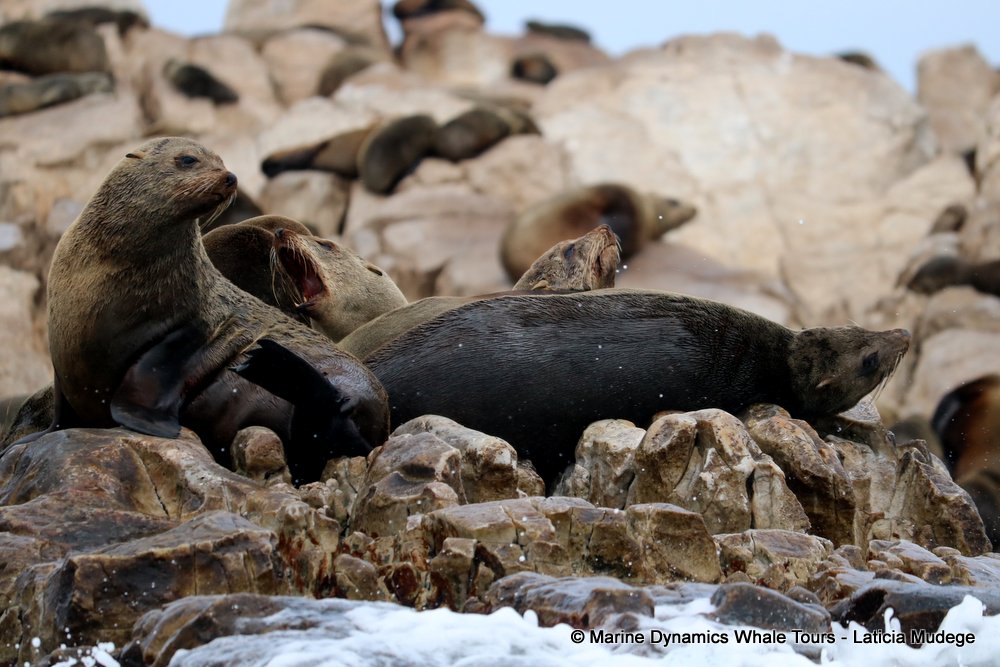 cape fur seal, whale watching, gansbaai, south africa