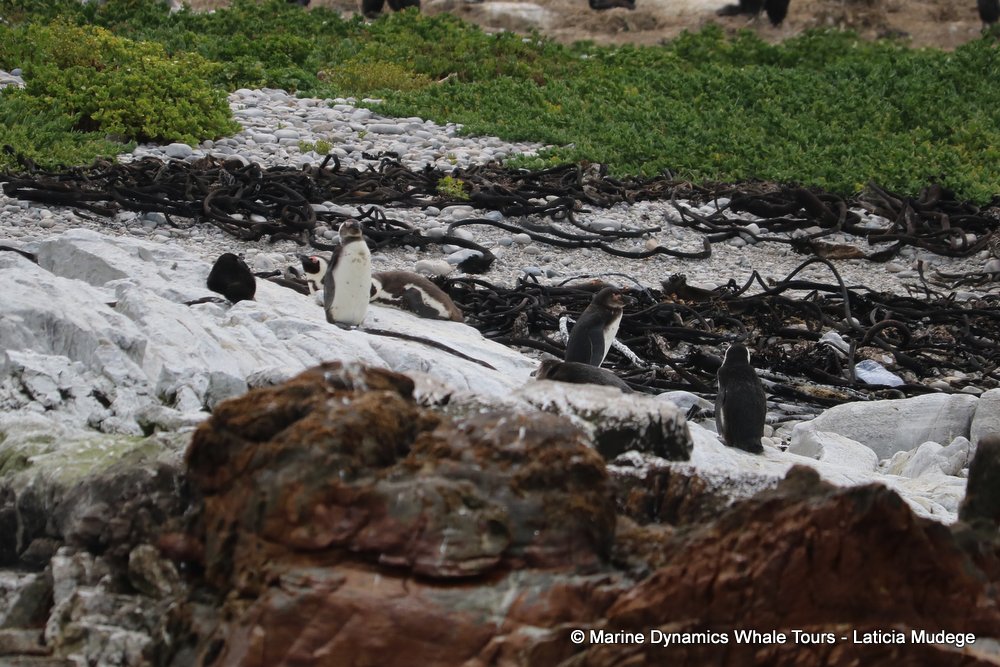 african penguin, whale watching, gansbaai, south africa