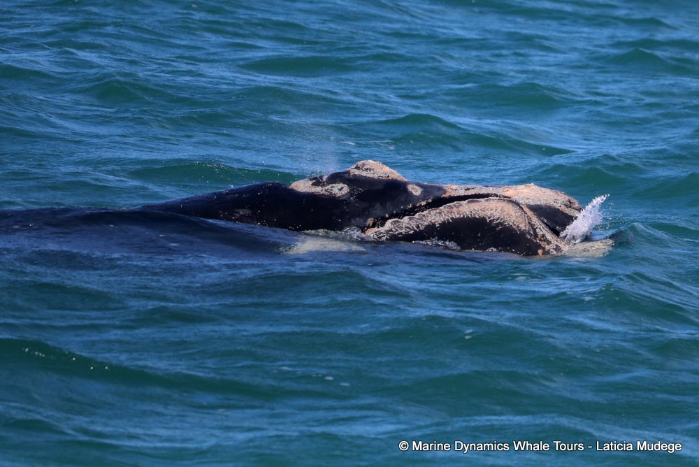 Southern right whale, whale watching, gansbaai, south africa,