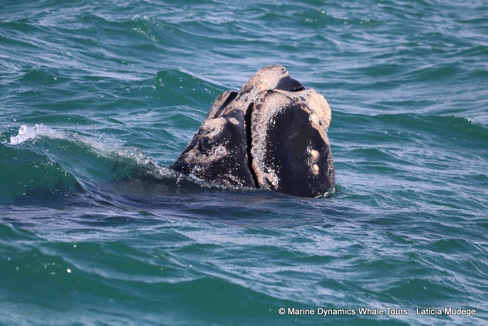 Southern right whale, whale watching, gansbaai, south africa,