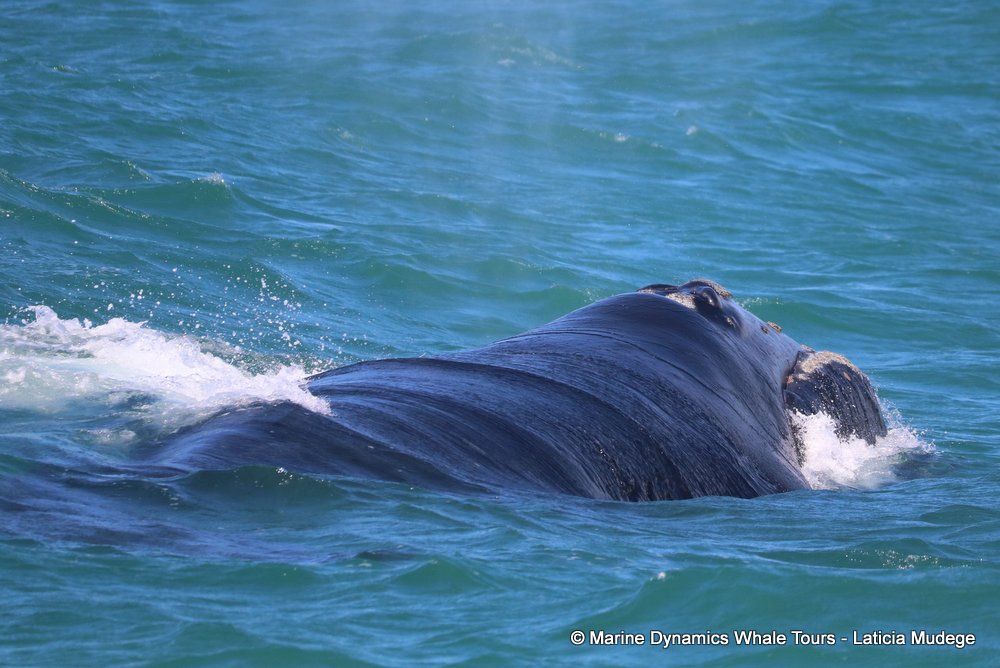 Southern right whale, whale watching, gansbaai, south africa,