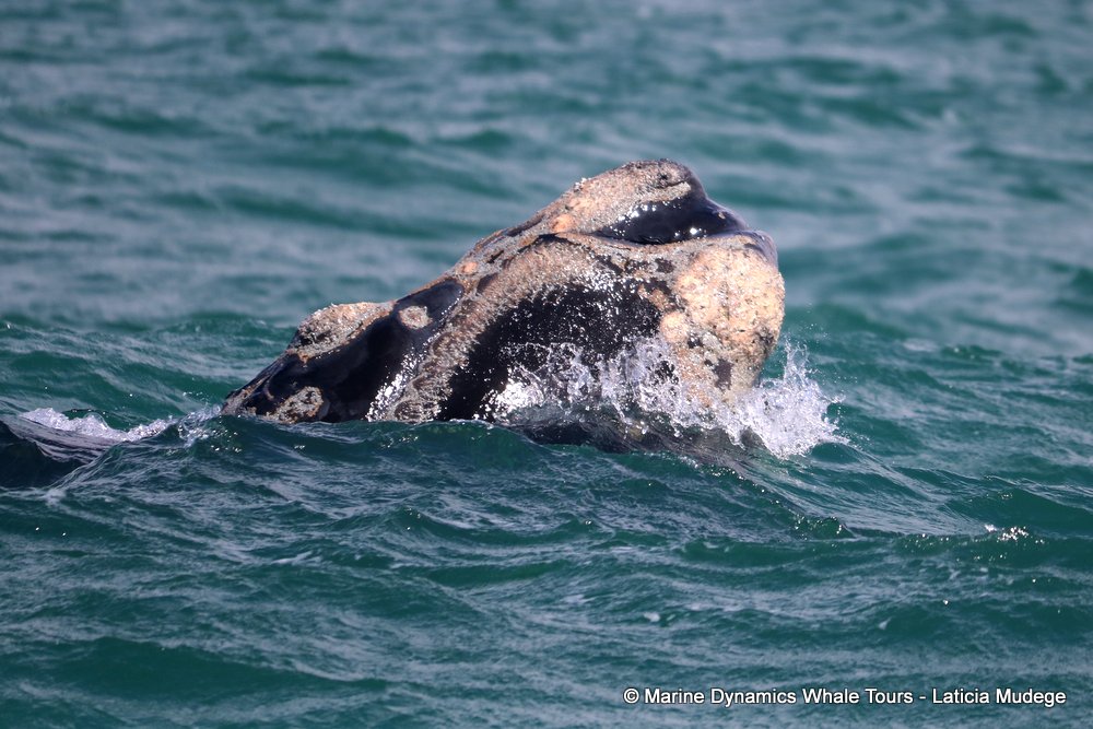 Southern right whale, whale watching, gansbaai, south africa,