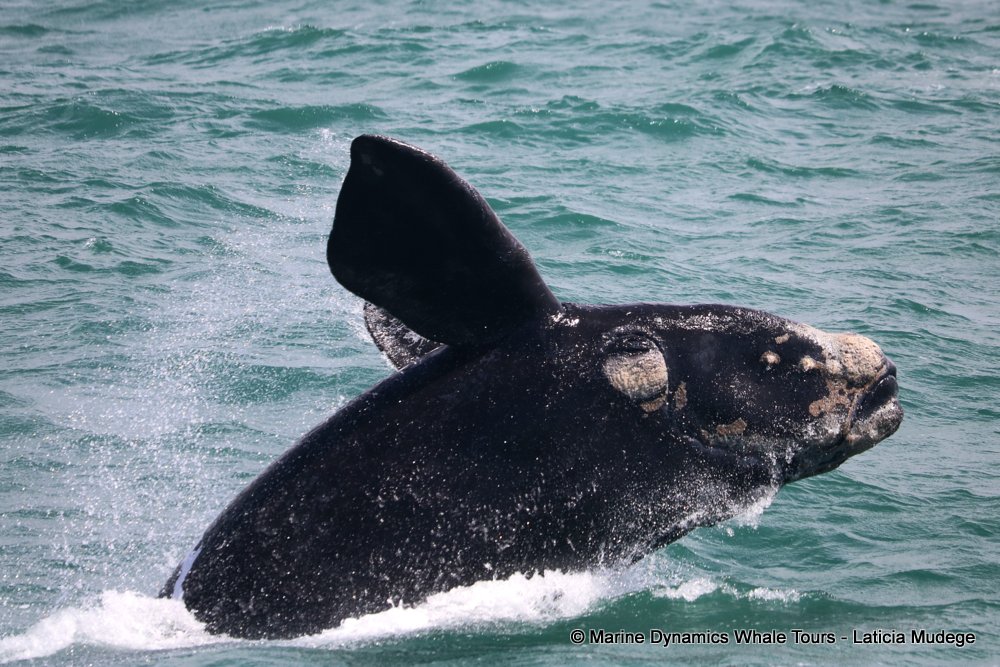 Southern right whale, whale watching, gansbaai, south africa,