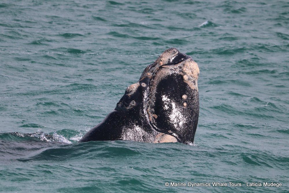 Southern right whale, whale watching, gansbaai, south africa,