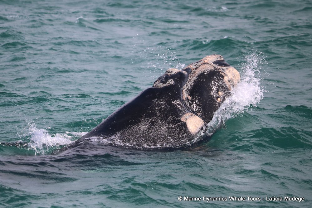 Southern right whale, whale watching, gansbaai, south africa,