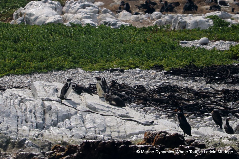 african penguin, whale watching, gansbaai, south africa