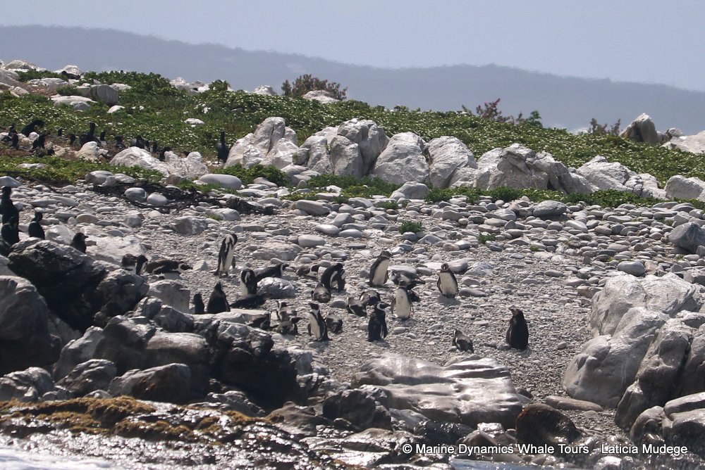 african penguin, whale watching, gansbaai, south africa