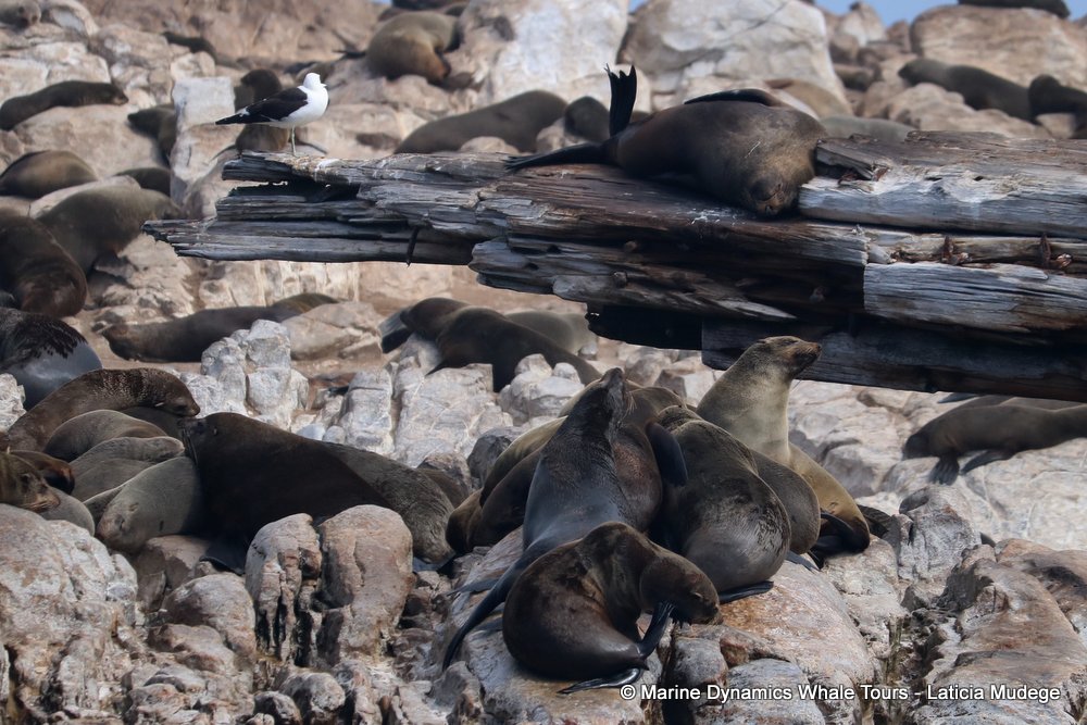cape fur seal, whale watching, gansbaai, south africa