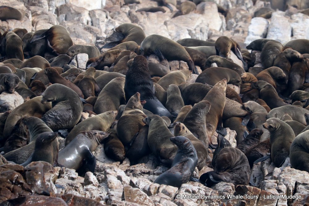 cape fur seal, whale watching, gansbaai, south africa