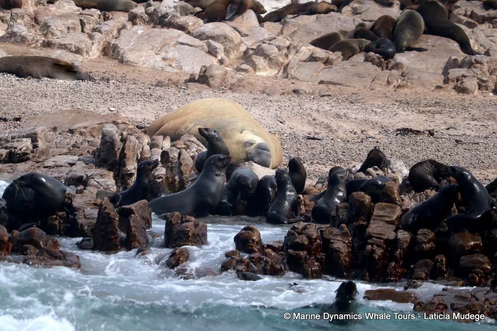 cape fur seal, whale watching, gansbaai, south africa