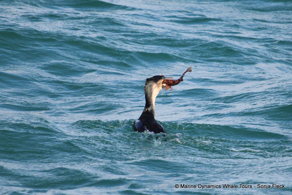 White-breasted cormorant, whale watching, gansbaai, south africa