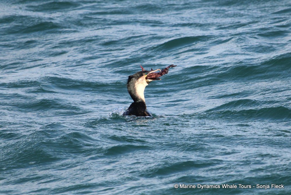 White-breasted cormorant, whale watching, gansbaai, south africa