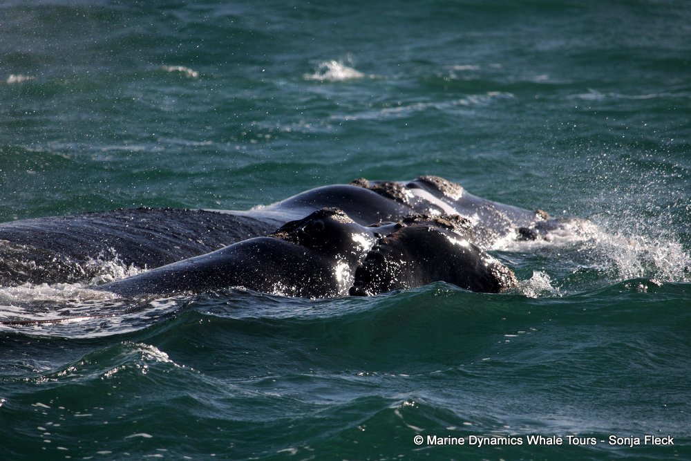 Southern right whale, whale watching, gansbaai, south africa,