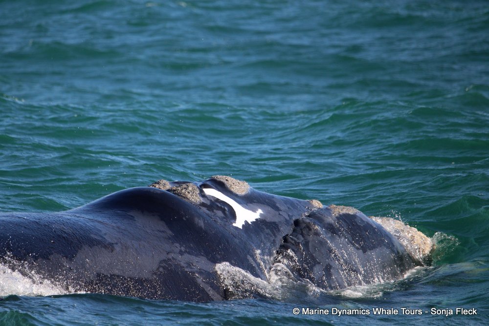 Southern right whale, whale watching, gansbaai, south africa,