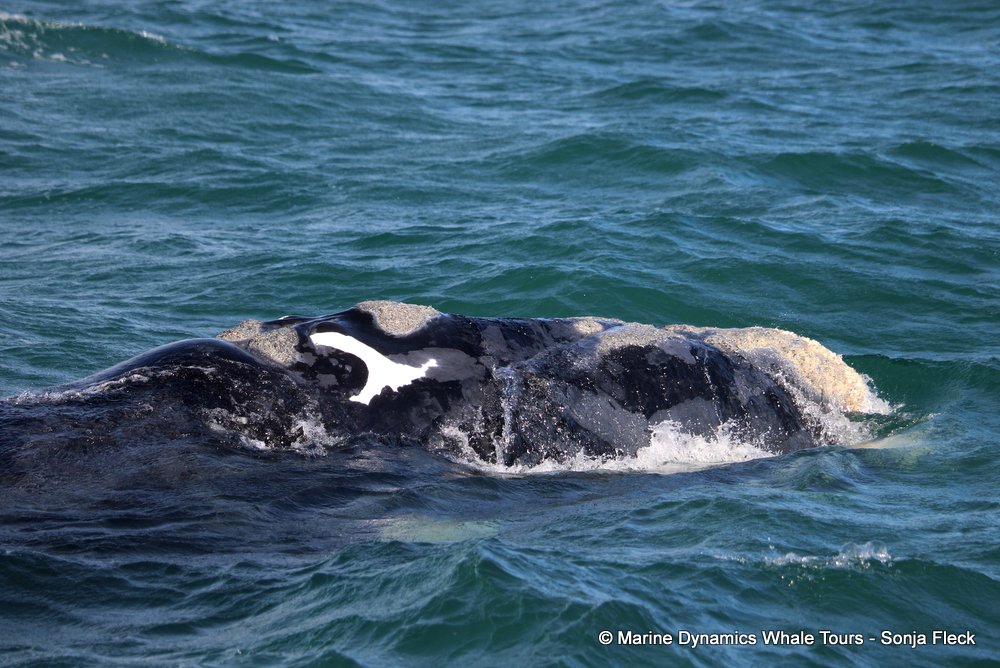 Southern right whale, whale watching, gansbaai, south africa,