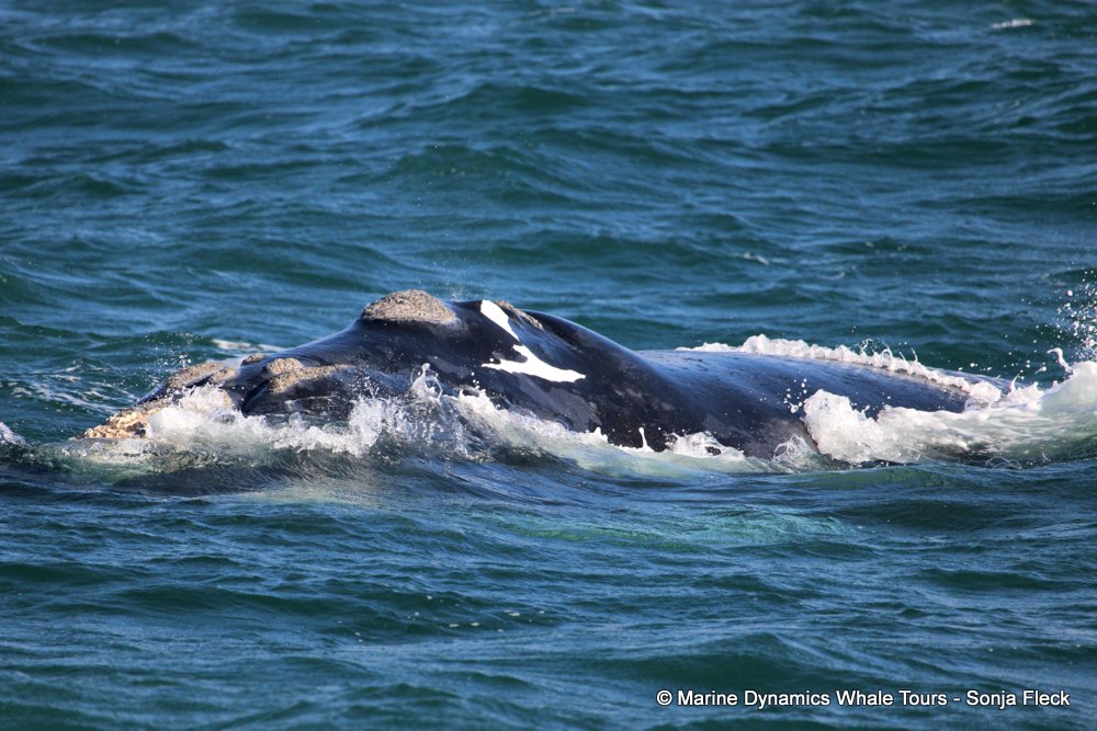 Southern right whale, whale watching, gansbaai, south africa,