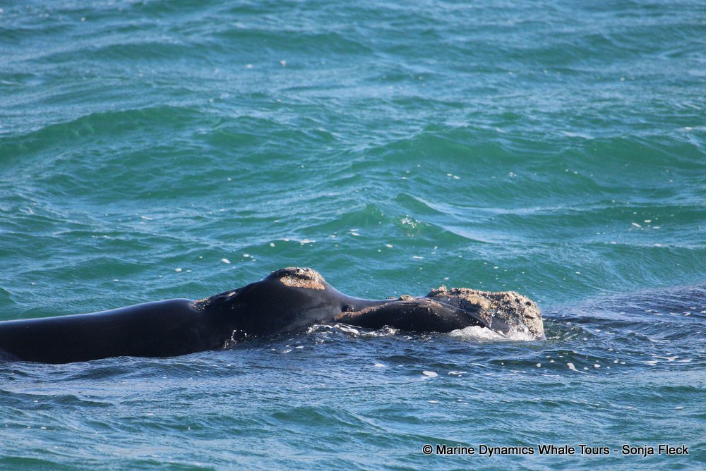 Southern right whale, whale watching, gansbaai, south africa,