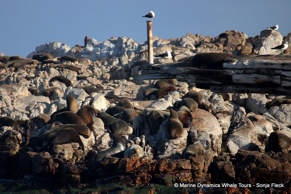 cape fur seal, whale watching, gansbaai, south africa